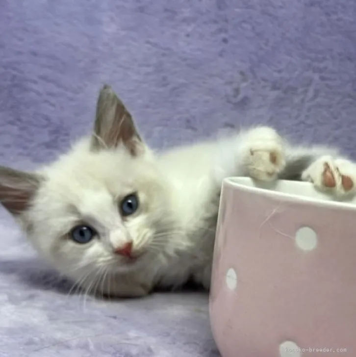 ID:2308-01347の子猫