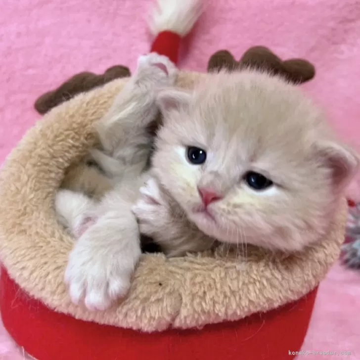 ID:2412-00864の子猫