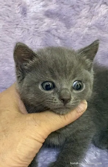 ID：2005-00350の子猫