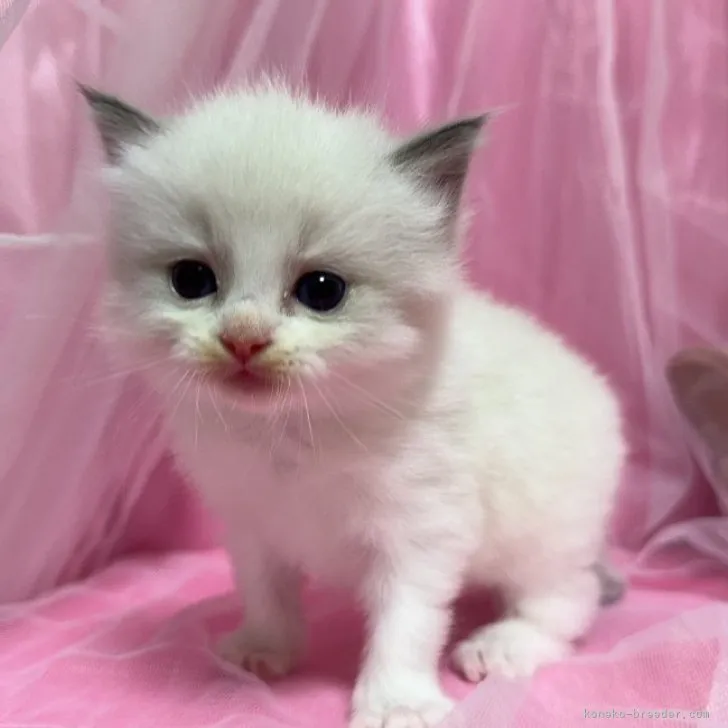 ID:2311-01191の子猫