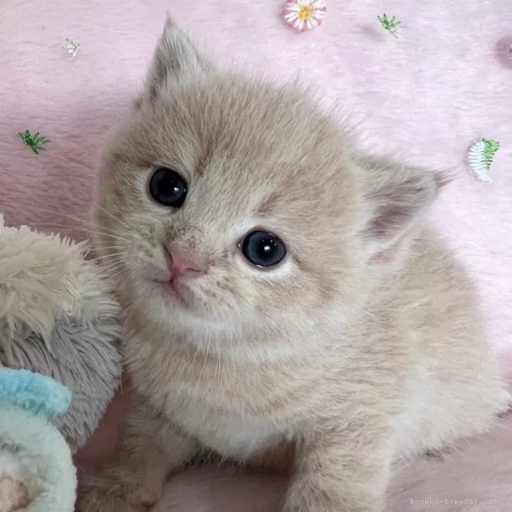 ID：2402-01612の子猫