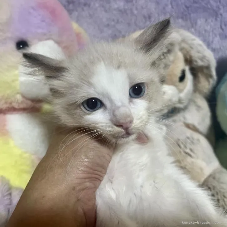 ID：2208-00620の子猫