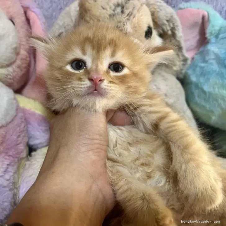 ID：2208-02214の子猫