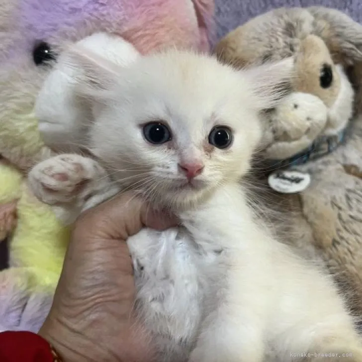 ID：2208-03185の子猫