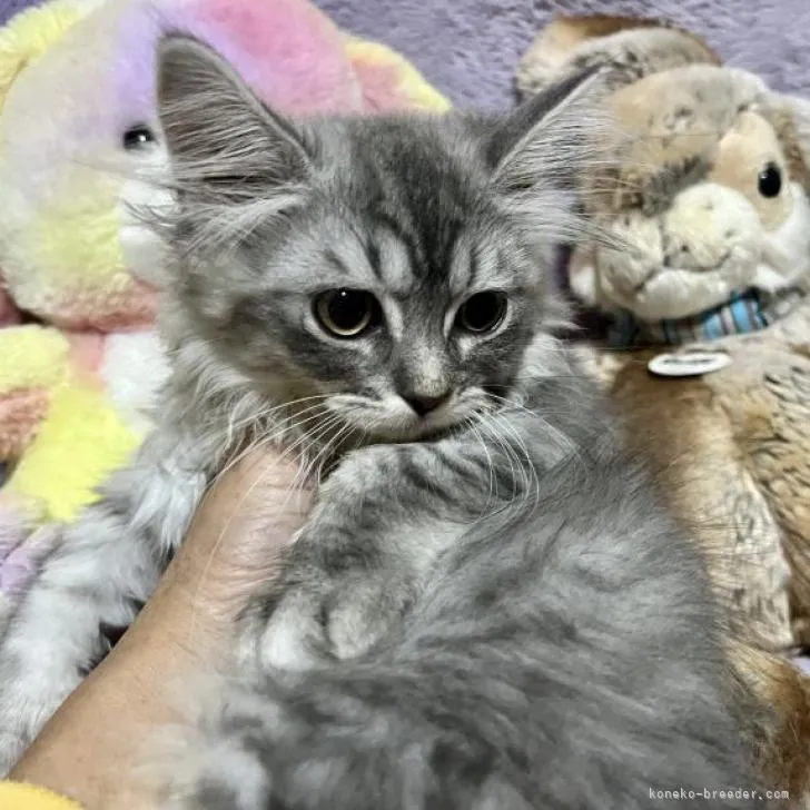 ID：2210-01346の子猫