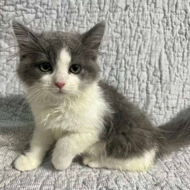 ID：2210-01375の子猫