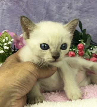 トンキニーズ【千葉県・女の子・2018年7月9日・シャンパン ミンク（短毛）】の写真「父親は、CFAのチャンピオンの優良血統です。」
