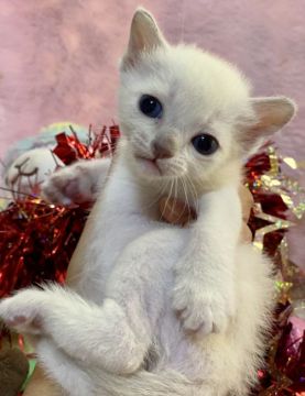 トンキニーズ【千葉県・女の子・2020年11月12日・プラチナ ミンク（短毛）】の写真「父親は、CFAのチャンピオンの優良血統です。」