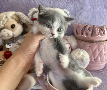 ブリティッシュショートヘア【千葉県・女の子・2021年11月13日・ブルー&ホワイト 赤リボン（短毛）】の写真「人気のハチワレの可愛い😍女の子です。」