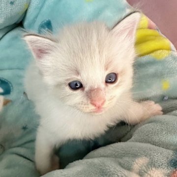 ラグドール【千葉県・男の子・2024年1月28日・シールポイントバイカラー（長毛）】の写真「生後10ヶ月まで生命保証付きの安心猫ちゃん。お土産」