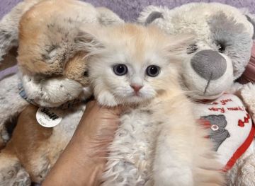 ラガマフィン【千葉県・男の子・2021年11月14日・クリーム 赤リボン（長毛）】の写真「ふわふわなコートがとっても　可愛いです。」