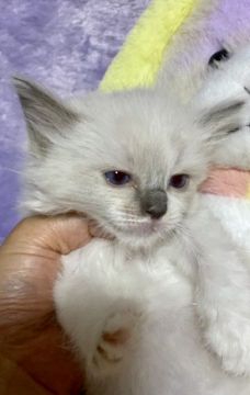 ラグドール【千葉県・男の子・2020年3月30日・シールポイント（長毛）】の写真「とっても、大人しい、ラグドールの男の子です。」