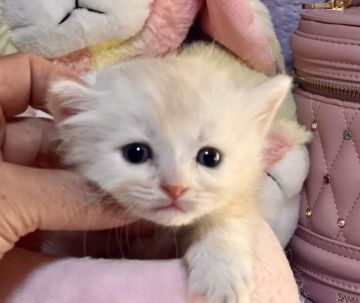 サイベリアン【千葉県・男の子・2021年10月23日・クリーム（長毛）】の写真「優しい　カラーの可愛い子です。」