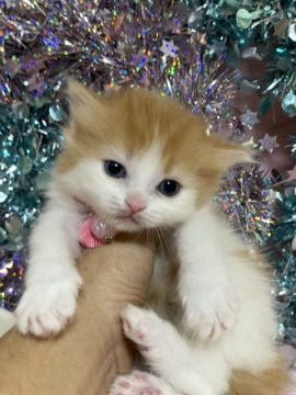 マンチカン(長足)【千葉県・女の子・2019年11月27日・レッドタビー&ホワイト（長毛）】の写真「華やかな、レッドタビー＆ホワイトの長足の女の子です」