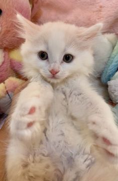 サイベリアン【千葉県・男の子・2021年2月28日・クリーム&ホワイト（長毛）】の写真「優しいコートカラーの甘えん坊さんです。」