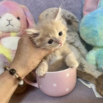 マンチカン(短足)【千葉県・男の子・2022年6月30日・クリームタビー（短毛）】の写真「女の子みたいに可愛いお顔の男の子です。」