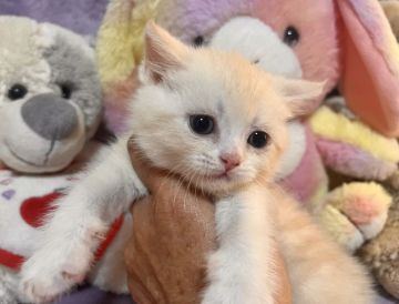 ブリティッシュショートヘア【千葉県・男の子・2021年12月19日・クリームタビー&ホワイト(灰色リボン)（短毛）】の写真「大人しくて甘えん坊な猫ちゃんです。」