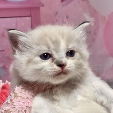 ラグドール【千葉県・女の子・2022年12月26日・シールポイントバイカラー（長毛）】の写真「甘えん坊の女の子です。」