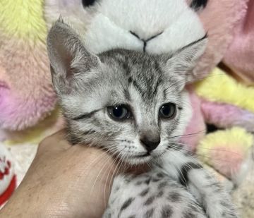 エジプシャンマウ【千葉県・女の子・2021年12月9日・シルバー(灰色リボン)（短毛）】の写真「父親は、CFAのチャンピオンの優良血統です。」