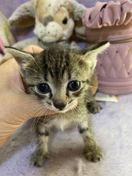 エジプシャンマウ【千葉県・女の子・2021年7月23日・ブロンズ（短毛）】の写真「とっても頭の良い　エジプシャンマウの女の子です。」