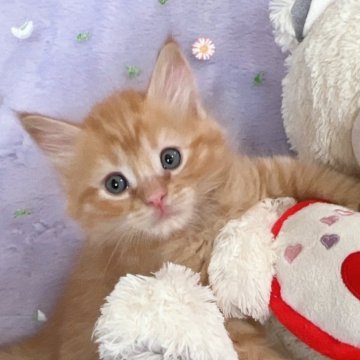 サイベリアン【千葉県・男の子・2023年12月2日・レッドタビー（長毛）】の写真「生後10ヶ月まで生命保証付きの安心猫ちゃん。お土産」