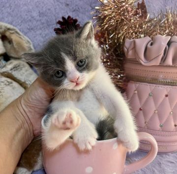 ブリティッシュショートヘア【千葉県・女の子・2021年11月13日・ぶるー&ホワイト (ピンクリボン)（短毛）】の写真「人気のハチワレの可愛い😍女の子です。」