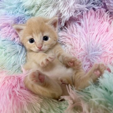 サイベリアン【千葉県・女の子・2023年12月2日・クリームタビー&ホワイト（長毛）】の写真「生後10ヶ月まで生命保証付きの安心猫ちゃん。お土産」