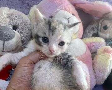 ブリティッシュショートヘア【千葉県・女の子・2021年12月19日・ダイリユートキヤリコ(ピンクリボン)（短毛）】の写真「大人しくて甘えん坊な猫ちゃんです。」