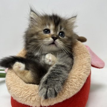 サイベリアン【千葉県・女の子・2024年7月4日・ブラウンタビー】の写真「生後10ヶ月まで、生命保証付き。
お土産付き。」