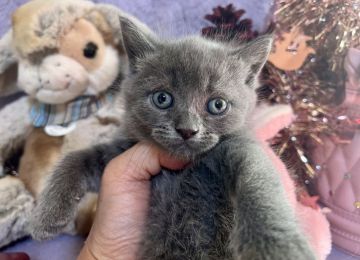 ブリティッシュショートヘア【千葉県・女の子・2021年11月13日・ブルー（短毛）】の写真「まん丸お顔の可愛い子です。」