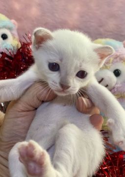 トンキニーズ【千葉県・男の子・2020年11月19日・プラチナ ミンク（短毛）】の写真「父親は、CFAのチャンピオンの優良血統です。」