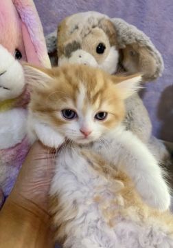 ラガマフィン【千葉県・女の子・2021年7月18日・レッドタビー&ホワイト（長毛）】の写真「モコモコ、ふわふわの可愛い女の子です。」