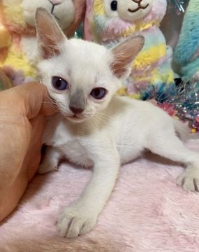 トンキニーズ【千葉県・男の子・2021年3月18日・プラチナミンク（短毛）】の写真「父親は、CFAのチャンピオンの優良血統です。」