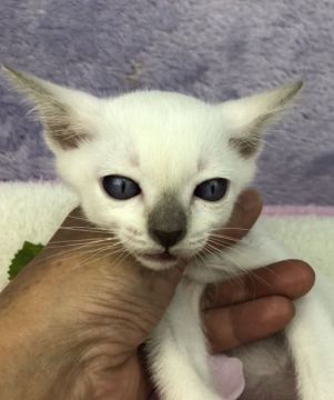 トンキニーズ【千葉県・男の子・2018年5月2日・プラチナ  ミンク（短毛）】の写真「父親は、CFAのチャンピオンの優良血統です。」