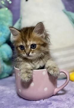 ラガマフィン【千葉県・女の子・2021年5月27日・ブラウンタビー&ホワイト（長毛）】の写真「守ってあげたくなる様な、可愛さです。」