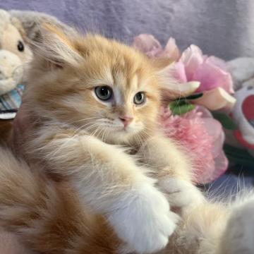 ラガマフィン【千葉県・女の子・2022年10月17日・レッドタビー&ホワイト（長毛）】の写真「燃えるようなレッドのゴージャスな女の子です。」