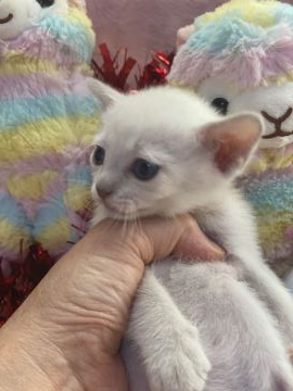 トンキニーズ【千葉県・女の子・2020年11月19日・プラチナ ミンク（短毛）】の写真「父親は、CFAのチャンピオンの優良血統です。」