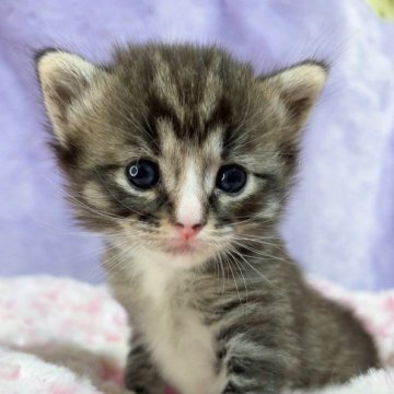 サイベリアン【千葉県・男の子・2023年12月2日・ブラウンタビー&ホワイト（長毛）】の写真「生後10ヶ月まで生命保証付きの安心猫ちゃん。お土産」