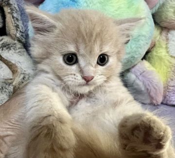 ラガマフィン【千葉県・男の子・2022年4月5日・クリームタビー（長毛）】の写真「６月20日迄の特別価格です。この機会に是非❗️」