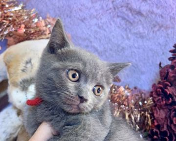 ブリティッシュショートヘア【千葉県・女の子・2021年10月5日・ブルー（短毛）】の写真「お正月休みは、お預かり可能です。(無料)」