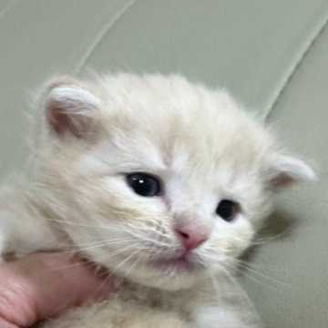 サイベリアン【千葉県・男の子・2024年3月14日・クリームタビー（長毛）】の写真「生後10ヶ月まで,生命保証付きの猫ちゃん。お土産付」