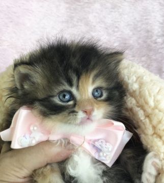 サイベリアン【千葉県・女の子・2019年8月13日・キャリコ（短毛）】の写真「華やかな、コートカラーのサイベリアンの女の子です。」