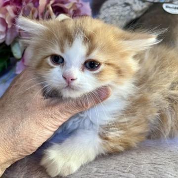 ラガマフィン【千葉県・男の子・2022年9月20日・レッドタビー&ホワイト（長毛）】の写真「ゴージャスなコートに困ったようなお顔が可愛いです。」