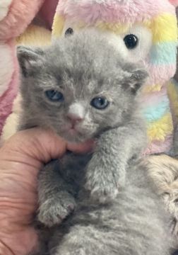 ブリティッシュショートヘア【千葉県・男の子・2021年10月5日・ブルー（短毛）】の写真「ポテポテ　フワフワの可愛い男の子です。」