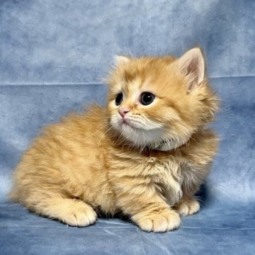 ミヌエット(短足)【千葉県・女の子・2023年7月20日・レッドタビー（長毛）】の写真「生後10ヶ月まで、生命保険付きの安心猫ちゃん。お土」