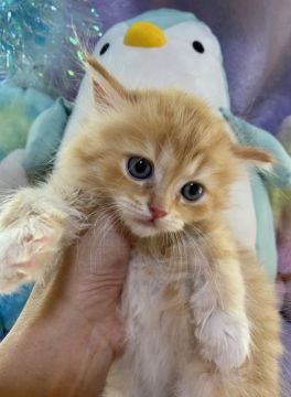 ラガマフィン【千葉県・男の子・2021年5月27日・レッドタビー&ホワイト（長毛）】の写真「困った様な、お顔がとても可愛いです。」