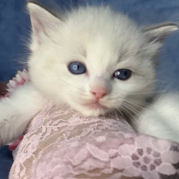 ラグドール【千葉県・男の子・2023年2月9日・ブルーポイントバイカラー（長毛）】の写真「同時購入で、２頭目は、40パーセントお引きします。」