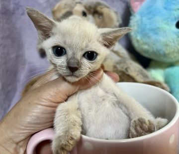 トンキニーズ【千葉県・男の子・2022年3月13日・プラチナミンク（短毛）】の写真「性格の良い可愛い男の子😍です。」