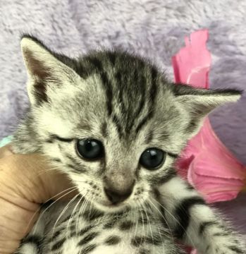 エジプシャンマウ【千葉県・男の子・2019年6月11日・シルバー（短毛）】の写真「父親は、CFAのチャンピオンの優良血統です。」