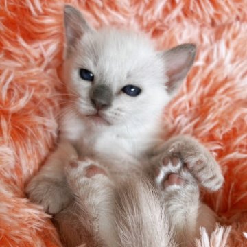 トンキニーズ【千葉県・女の子・2024年1月17日・プラチナミンク（短毛）】の写真「生後10ヶ月まで，生命補償付きの猫ちゃん。お土産付」